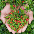 Sets 2 Chile Pequine Pepper Plants Live Super Hot Peppers Live Plants 90 Days Old Hot Chili Plant for Spring Planting