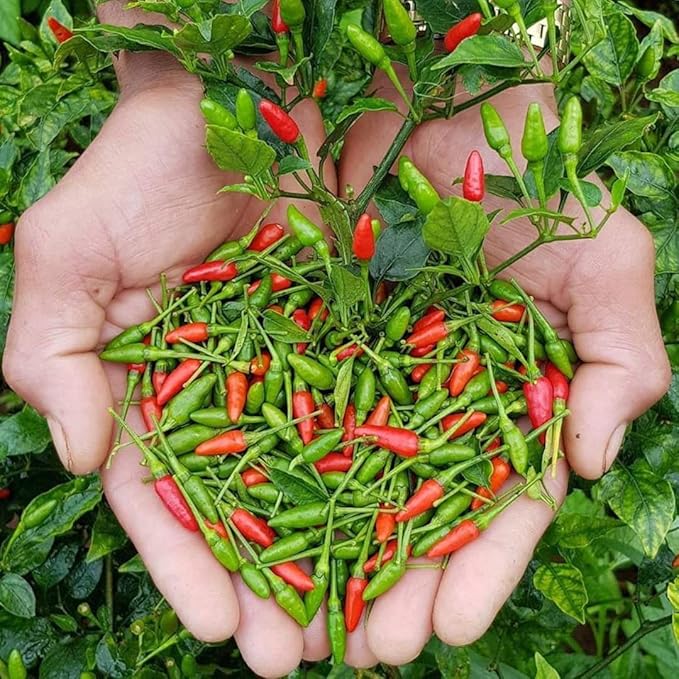 Sets 2 Chile Pequine Pepper Plants Live Super Hot Peppers Live Plants 90 Days Old Hot Chili Plant for Spring Planting