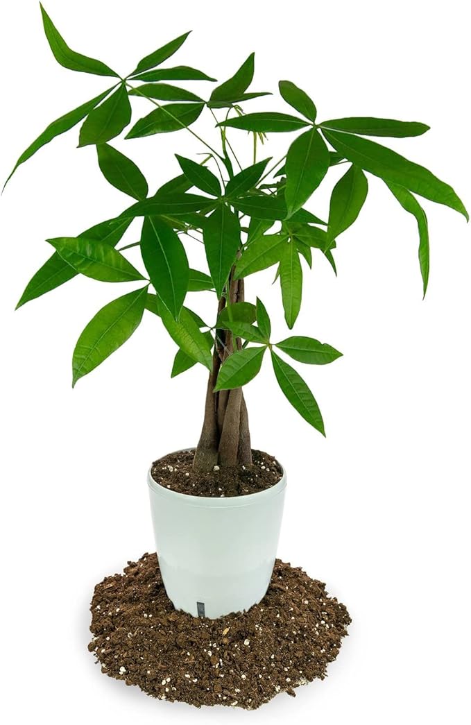 Grow Like a Pro: Gardenera's Lemon Tree Potting Mix - the Key to Luscious Healthy Citrus Limon Trees [20 Quart Bag]