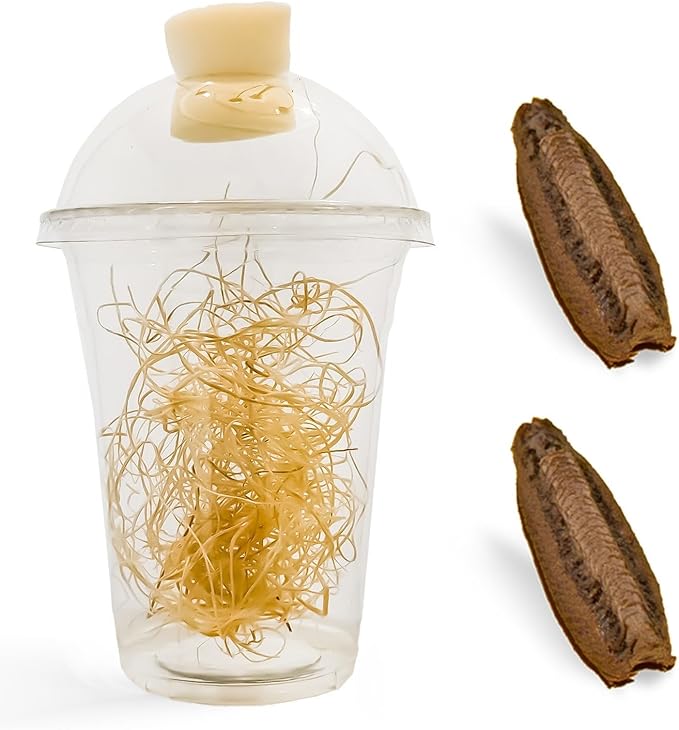 Carolina Praying Mantis Egg Cases Hatching Habitat Cup (Two Egg Cases) - Stem Education Comes with a Transparent Habitat Cup Each Egg Case Produces Approximately 50 to 200 Baby Nymphs Praying mantises