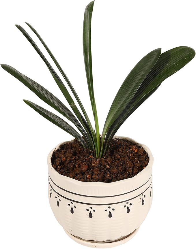 Japanese Clivia Potting Soil Mix 6L