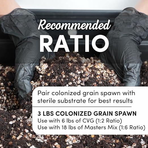 Mycelium Rye Berries Grain Spawn | 4-Pack (3 lb Each) | Pre-Sterilized Mushroom Substrate with Self-Healing Injection Ports | Bulk 12 lb Supply for High-Yield Cultivation