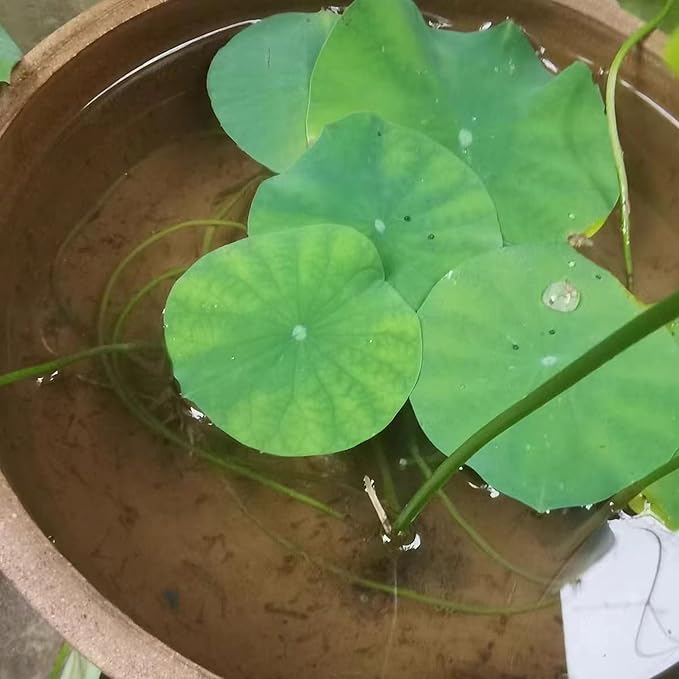 5.5 LBS Pond Plant Potting Media Nutrient-Rich Aquatic Soil for Water Gardens Supports Strong Root Growth