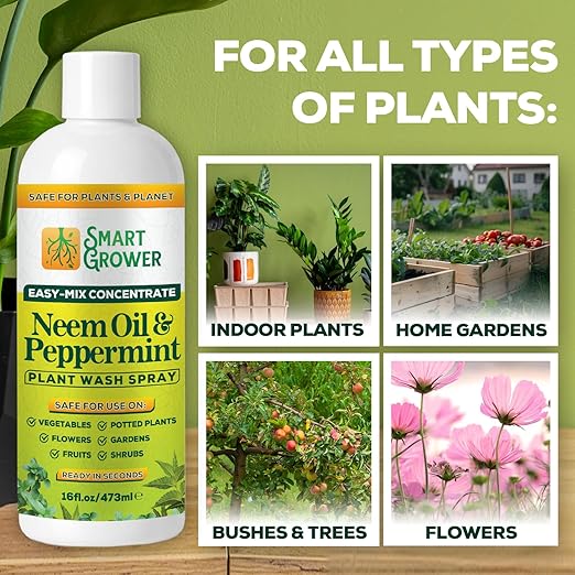 Neem Oil Spray for Plants with Peppermint Oil – for Indoor &amp Outdoor Plants Gardens &amp Houseplants– Best Value Refill 16 oz Concentrate Makes 2 Gallon RTU