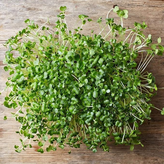Todd’s Seeds - Sprouting Broccoli Seeds - Calabrese Variety Non-GMO Heirloom - 2.5 Pound - Bulk Seeds