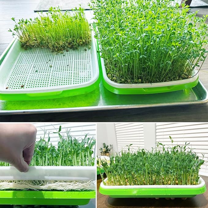 10 Pack 12.6 x 10 x 4.8 inch Microgreens Growing Trays with Lids BPA-Free Sprouting Trays Germination Tray for Beans Wheatgrass &amp Microgreens Home Kitchen &amp Garden