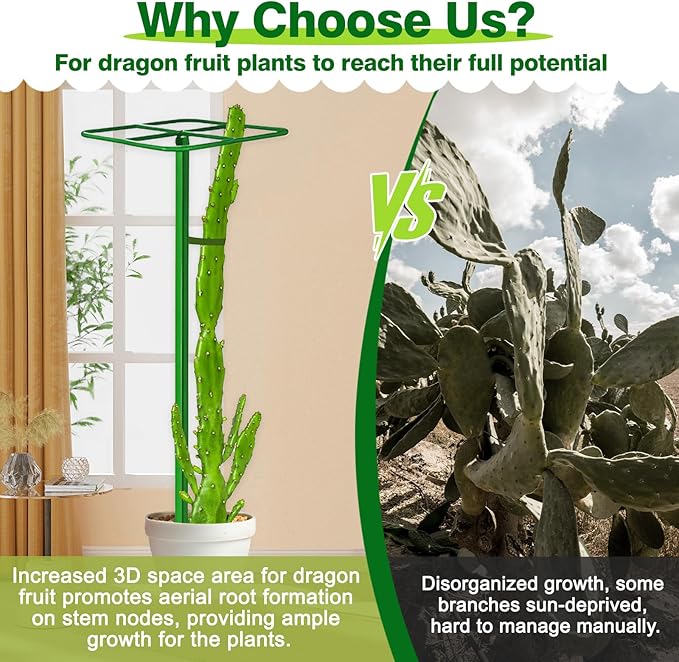 2 Pack Adjustable Dragon Fruit Trellis 12x12x50 Dragon Fruit Trellis Metal Climbing Plant Support Frame Cactus Tower Plant Cage for Vertical Gardening Vegetable Garden Outdoor Green