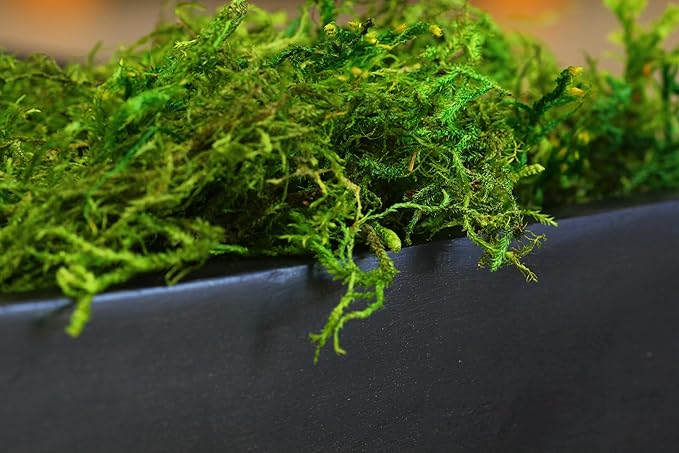 SuperMoss (25325) Forest Moss Preserved Fresh Green 3 Pounds