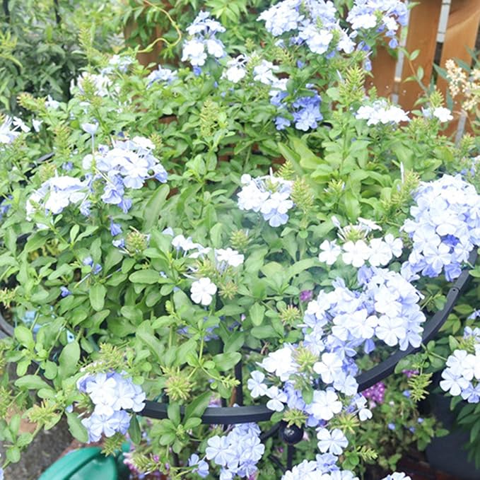 Indoor Plant Trellis | Umbrella-Shaped Trellis for Climbing Plants | Indoor Garden Trellis Garden Trellis Flower Support Stake Metal Wire Stake for Potted Plant