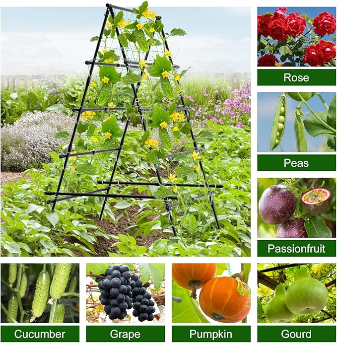 6ft Cucumber Trellis for Raised Bed Garden Trellis for Climbing Plants Outdoor A Frame Metal Trellis Support with Net for Vegetables Tomato Zucchini Squash Beans Peas Melons Rose FlowersVines