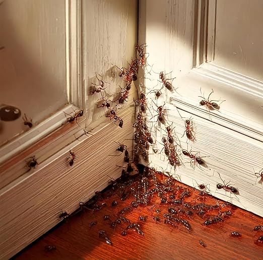 Dominant 1% Liquid Ant Bait Borax-Based Formula Attracts and eliminates Sweet-Feeding Ants Effective for Large and Multi-Queen Colonies Indoor and Outdoor Use 1 Quart