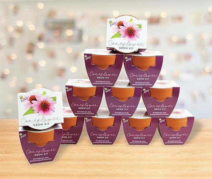 BUZZY Seeds Coneflower Mini Grow Pots 12-Pack – Terracotta Flower Starter Kit DIY Gardening Project Indoor-Outdoor Plant Gift