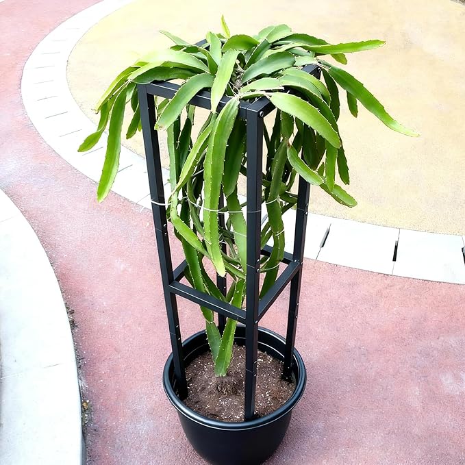 48x12 Inches Dragon Fruit Trellis for Climbing Plants - Premium Quality Metal Support Stand Weather-Resistant &amp Durable for Gardeners and Plant Enthusiasts
