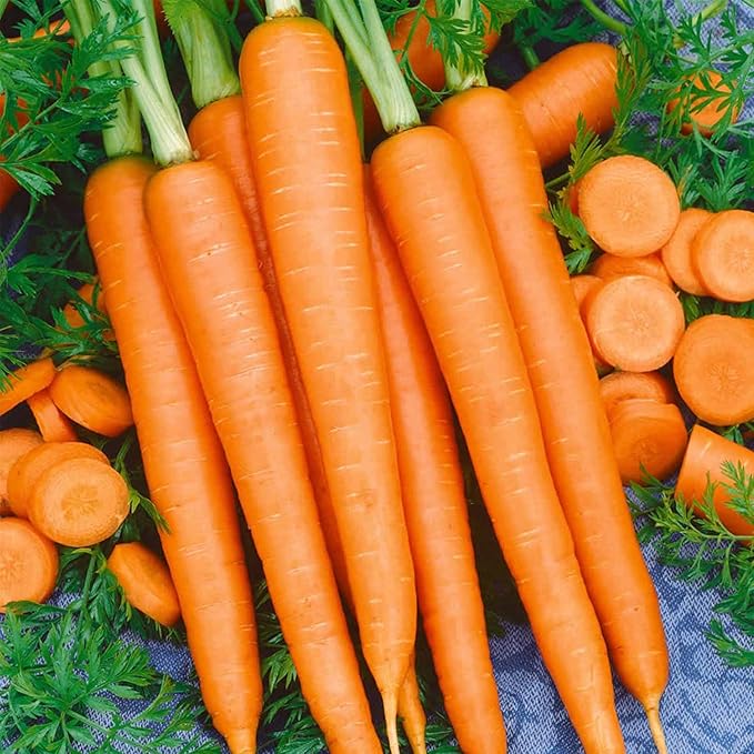Tendersweet Carrot Seed - 5 Lb ~1600000 Seeds - Non-GMO Heirloom Vegetable Garden Seeds - Gardening by Mountain Valley Seed