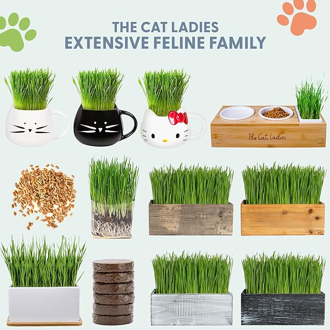 The Cat Ladies Cat Grass for Indoor Cats Cat Grass Growing Kit with Organic Cat Grass Seed Mix Soil and Ceramic Cat Planter Pet Grass for Cats Natural Hairball Remedy Cat Gifts