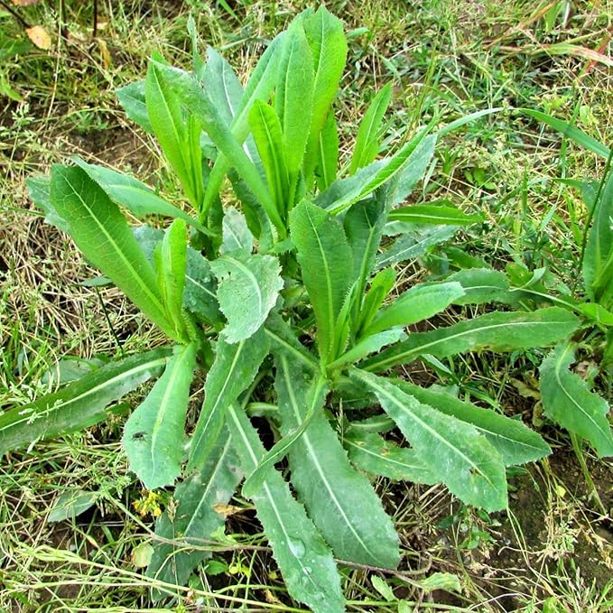 Wild Lettuce Seedling Wild Lettuce Live Plant in 4-Inch Pot from 6 to 9 Inch Height for Indoor Outdoor Gardens