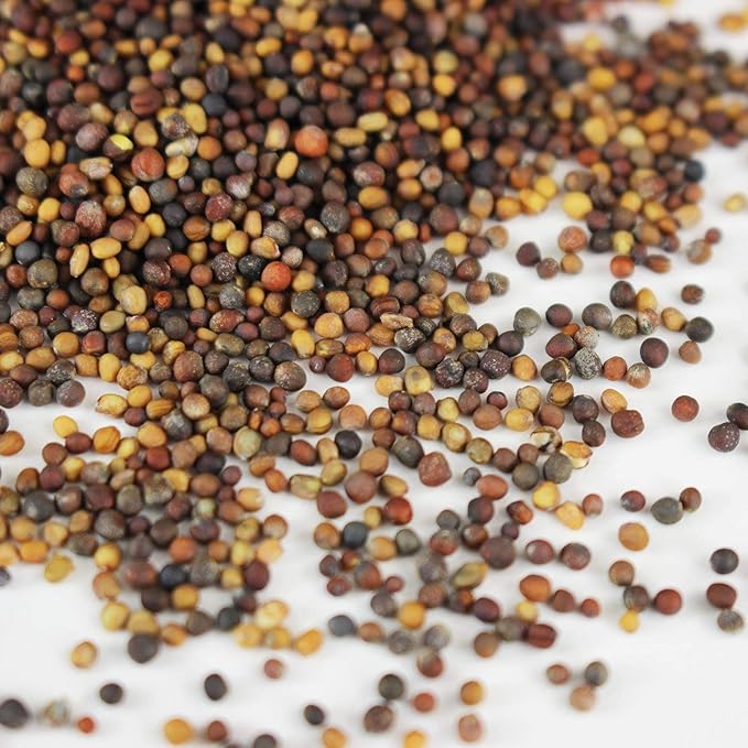 Spicy Salad Mix Micro Greens Seeds: 25 Lb - Bulk Non-GMO Seed Blend: Broccoli Kale Mustard Cabbage Arugula More