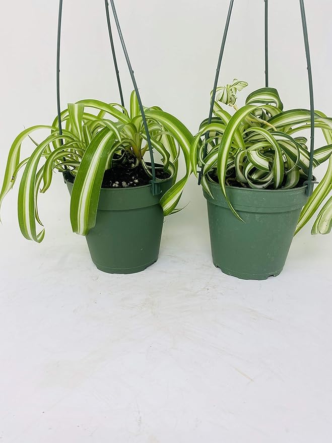*Two Bonnie Curly Spider Plant Easy Cleans the Air - 4 Pot- Unique From Jmbamboo