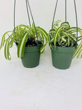 *Two Bonnie Curly Spider Plant Easy Cleans the Air - 4 Pot- Unique From Jmbamboo