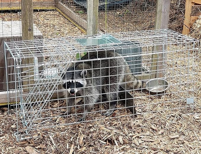 Faicuk Large Collapsible Humane Live Animal Cage Trap for Raccoon Opossum Stray Cat Rabbit Groundhog and Armadillo 32 x 11 x 13 Inch