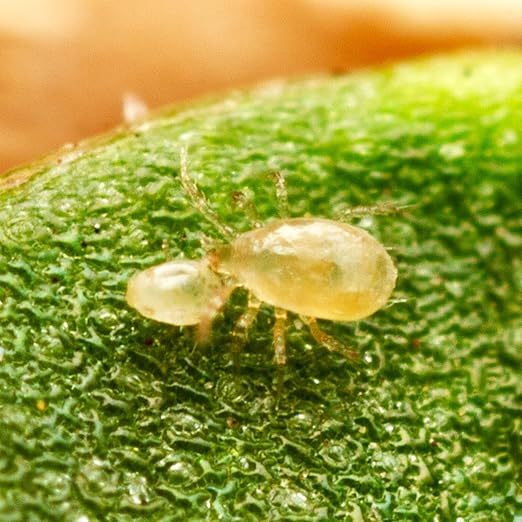 25000 Predatory Mites Amblyseius Swirskii Bottle