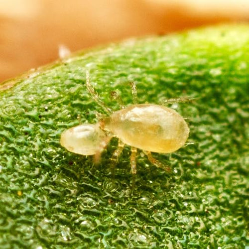 25000 Predatory Mites Amblyseius Swirskii Bottle