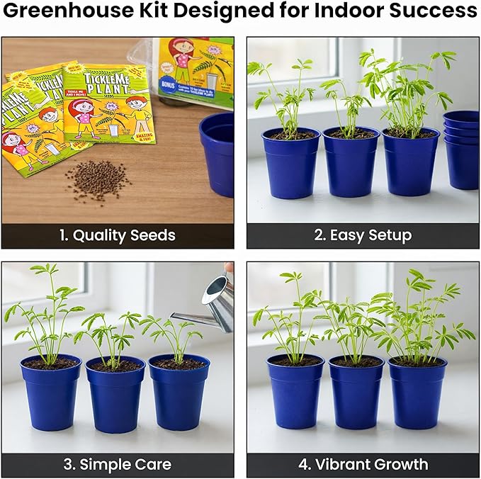 TickleMe Plant Deluxe Family Greenhouse Kit – Grow the Playful Plant that Closes Its Leaves When Tickled! Includes Mini Greenhouse 3 Seed Packets Soil Pellets &amp Pots – Fun Indoor Gardening Gift