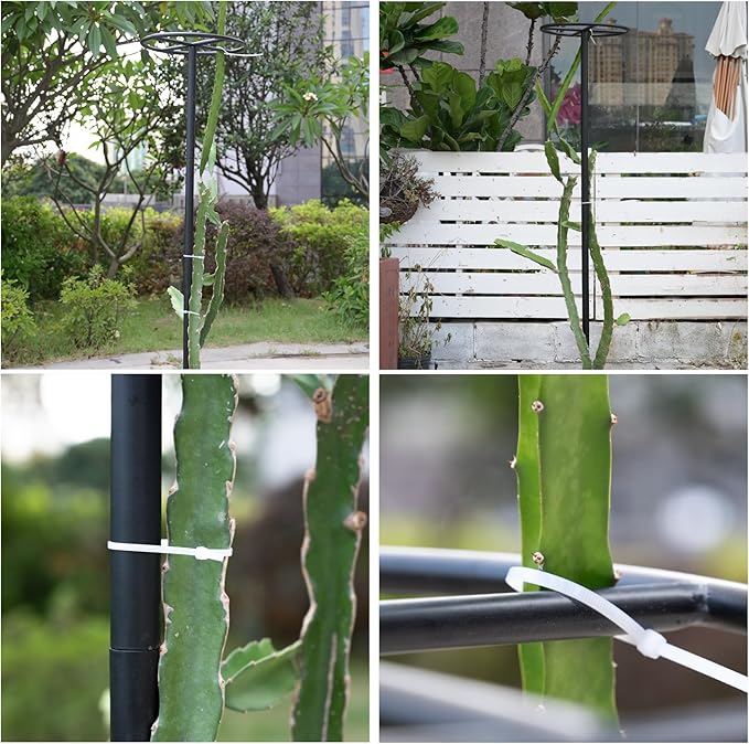 60-Inch Dragon Fruit Trellis - 2 Durable Metal Supports for Climbing Plants Easy to Assemble Outdoor Garden Trellis for Dragon Fruit Enthusiasts