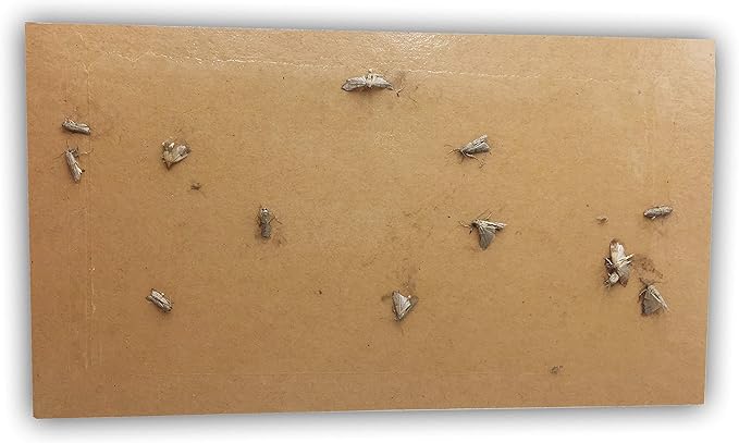 Dual Pheromone Moth Traps Refill for Clothes Moths and Pantry Moths - Pink (Pack of 6)