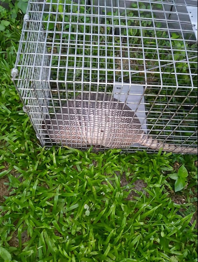 Faicuk Large Collapsible Humane Live Animal Cage Trap for Raccoon Opossum Stray Cat Rabbit Groundhog and Armadillo 32 x 11 x 13 Inch