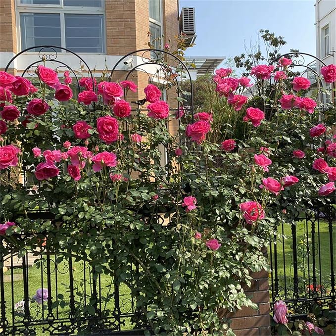 Garden Iron Rose Fence Gardening Post Rose Vine Ivy Clematis Gardening Post Easy to Assemble Height Adjustable Climbing Plant Garden Trellis 120cm*50cm Black