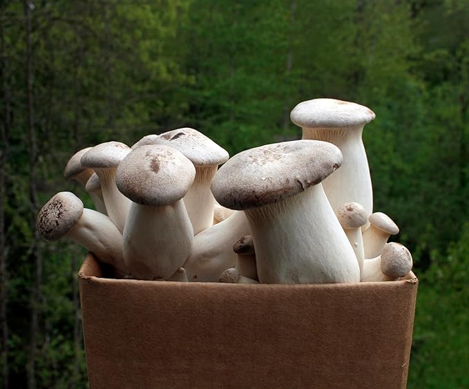 Root Mushroom Farm- -King Oyster Mushroom Grow Kit