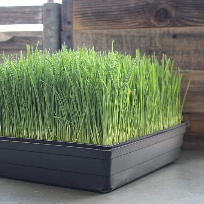 Organic Wheatgrass Growing Starter Kit - Grow &amp Juice Wheat Grass - Includes Non-GMO Organic Wheatgrass Seeds - for Healthy Wheatgrass Shots Home Garden and Cat Grass