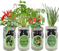 Hydroponic Mason Jar Indoor Garden Organic Seed Starter Kits - Zesty Salsa Growing Kits Gardening Gift (Jalapeno Pepper Cilantro Cherry Tomato - Tiny Tim Bunching Onion)