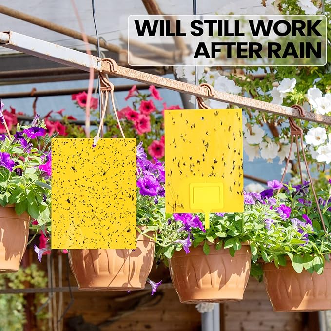 Qualirey 150 Pcs 6 x 8 Inch Sticky Traps for Gnats Dual Sided Fruit Fly Sticky Traps for Indoor and Outdoor Plant with Twist Ties and Plastic Holders for Flying Plant Insect Fungus Gnats (Yellow)