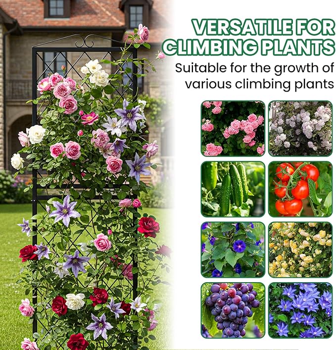 SUNYRISY 2Pack Metal Garden Trellis for Climbing Plants Outdoor 71x20in Metal Plant Support for Flowers Tomato Cucumber Rose Vegetable Garden Courtyards Lawns Decoration