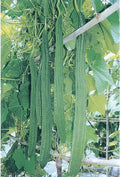 Gourd Seeds - Bonanza - 1 Lb ~2240 Seeds - Non-GMO Heirloom - Vegetable Garden