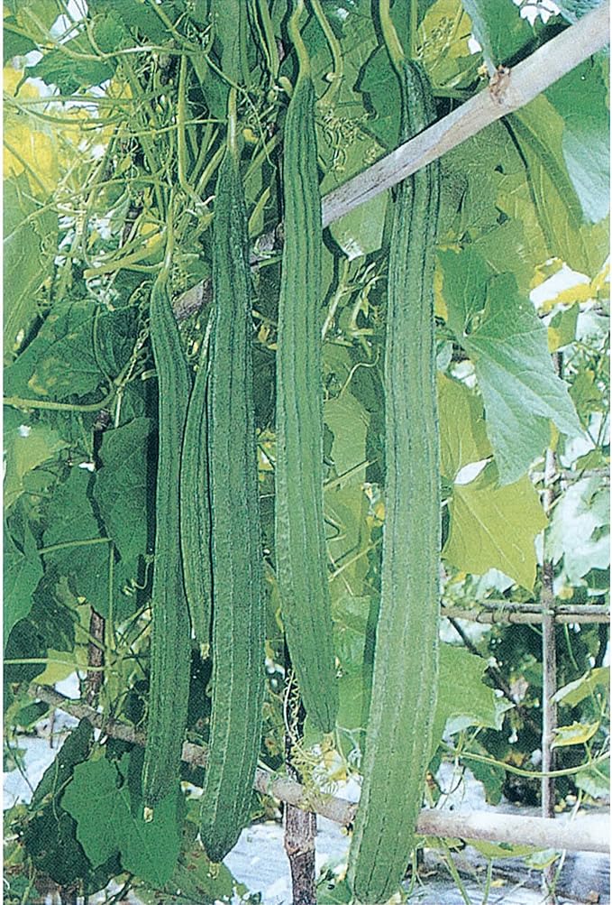 Gourd Seeds - Bonanza - 1 Lb ~2240 Seeds - Non-GMO Heirloom - Vegetable Garden