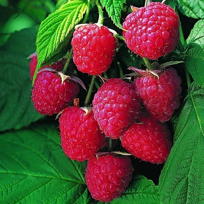 4 Mixed Raspberry Plants Live 5-9 Inch Tall Raspberry Fruit Trees for Outdoor Growing Raspberry Seedling