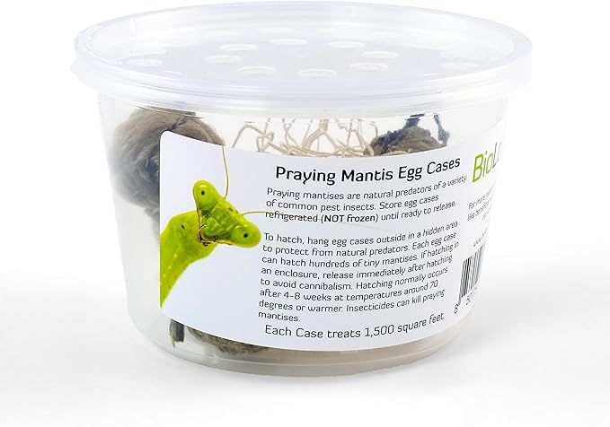 Praying Mantis Egg Cases - 2 Extra Large Cases