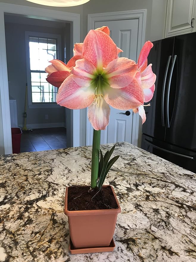 Amaryllis Holiday Gift Growing Kit. Includes: Big Apple Blossom Bulb Plastic Pot and Saucer and Professional Growing Medium