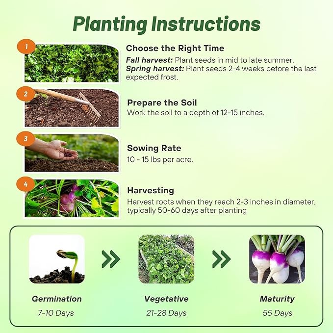 Outsidepride Purple Top Turnip Seeds - 10 Lbs High-Yield High Protein Turnip Seed Ideal Cover Crop for Forage Grazing Livestock High Energy Deer Food Plot &amp Soil Improvement