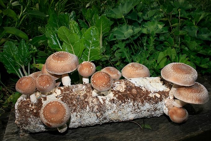 Root Mushroom Farm-Shiitake Grow Kit
