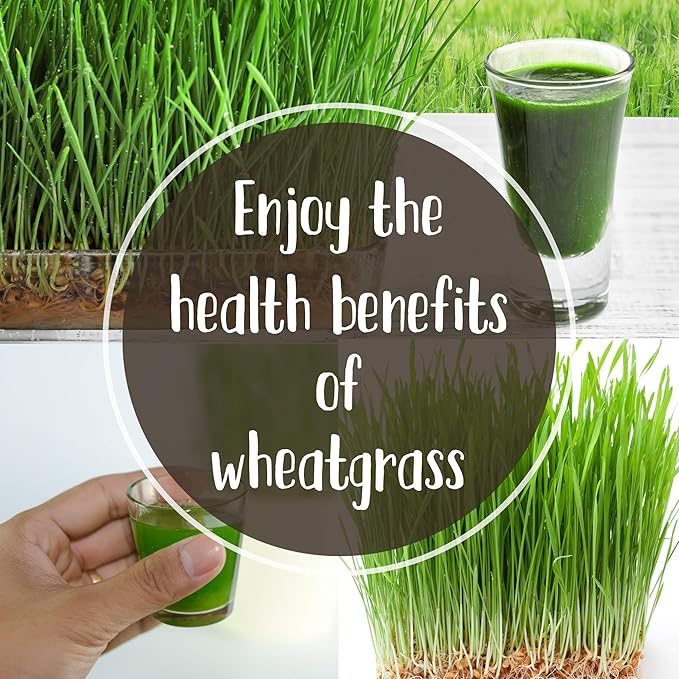 Organic Wheatgrass Growing Starter Kit - Grow &amp Juice Wheat Grass - Includes Non-GMO Organic Wheatgrass Seeds - for Healthy Wheatgrass Shots Home Garden and Cat Grass