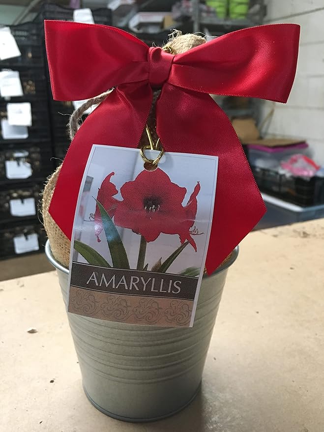 Rustic Tin Red Lion Amaryllis Holiday Gift Growing Kit Deluxe Edition. Includes a Rustic Silver Pot 1 Large Bulb a Burlap Gift Bag and Professional Growing Medium