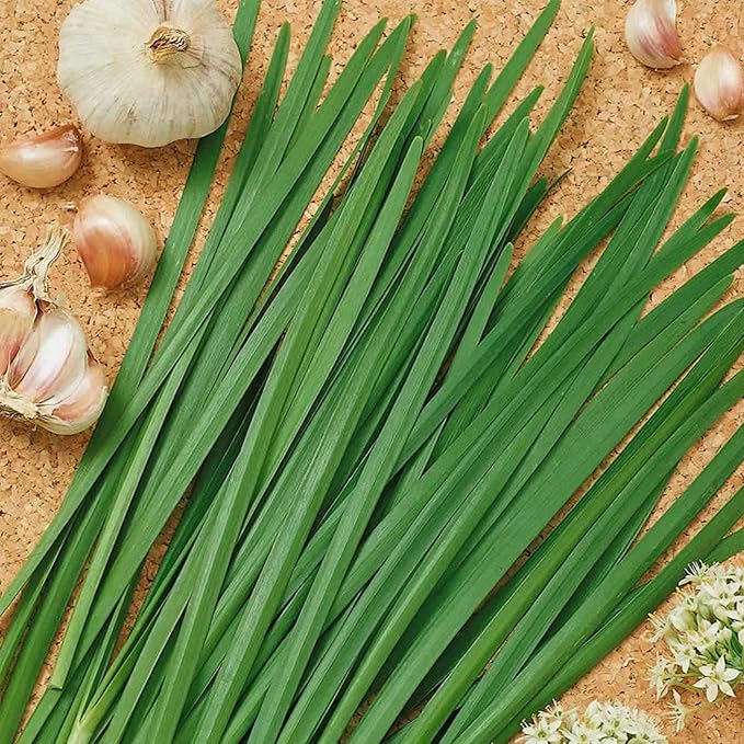 Organic Chives Garlic Herb Seed - 1/4 LB Bulk ~28000 Seeds - Non-GMO Open Pollinated Heirloom Vegetable Gardening Herb &amp Microgreens Seeds