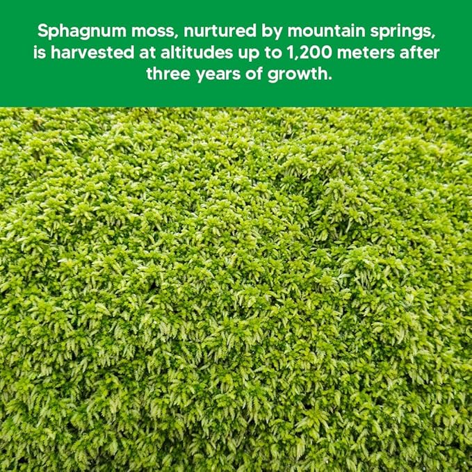 Natural Long Fiber Sphagnum Moss 1196QT for Orchid Potting Mix and Moss Pole for Plants Indoor. Ideal for Propagating Plants Maintaining Humidity for Reptiles Isopods in Paludarium (22 lb)