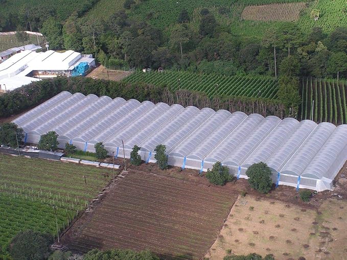 GT4 6 Mil Uv Treated Standard Clear Greenhouse Film 36' Wide X 75' Long