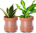 Phoenix Vine 6 Inch Self Watering Planter Pot Terracotta Clay Pot with Glass Reservoir for Indoor Plants Herbs Flowers Set of 2 52-A-F-2
