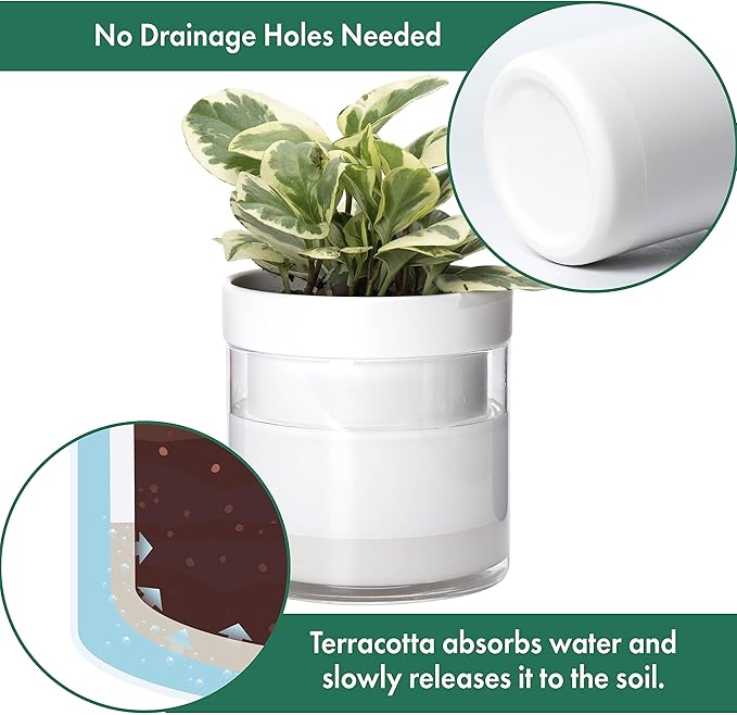 Phoenix Vine 6 Inch 4 Inch Self Watering Planter White Terracotta Clay Pots with Glass Reservoir for Indoor Plants Herbs Flowers 52-B-G-46